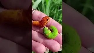 Cool insects//weird insects //Bugs and insects #shorts