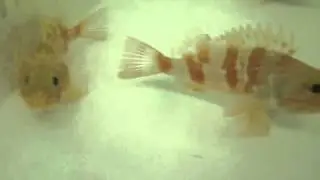 Helicolenus dactylopterus