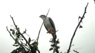 White-browed Hawk