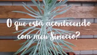 O que est&aacute; acontecendo com o meu Sinecio?