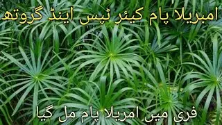 Unique Umbrella Palm Propagation [ Umbrella Palm Care tips And Growth Easily Grow this Palm......