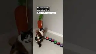Your cat needs your attention when you&rsquo;re super busy | Talking buttons