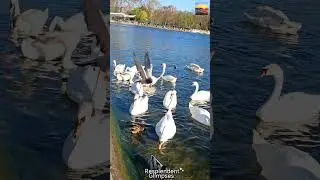 #muteswans #hydeparklondon #muteswan #cygnusolor