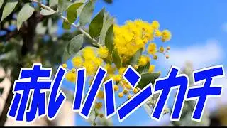 赤いハンカチ：石原裕次郎