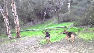 German Sheps play frisbee w K9conservatory trainer Kurt Burk