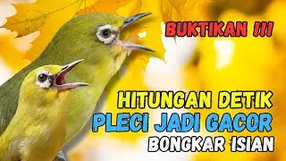 Terapi Pleci Bahan Agar Cepat Bunyi, Pleci Ribut Bikin Cepat Bunyi