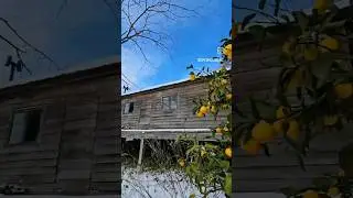 冬のオープンハウス the winter open house☃️🍋❄️🌨️🏡🐦  #todaysopenhouse