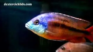 Super Red Empress Cichlid Male in a community tank with Haps and Mbuna