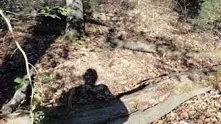 JAN 7TH..SQUATCH.S EVEDENCE AT NEWTOWN NECK PARK 