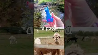 Animal Names for Kids to Learn by the Stream: Chameleon Tiger Alligator Rooster Alpaca
