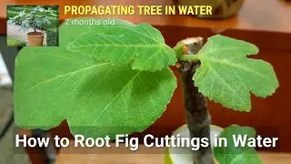PROPAGATING TREE IN WATER How to Root Fig Cuttings in Water