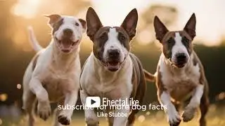 Ever seen a dog with an egg-shaped head and a mischievous grin? Meet the Bull Terrier!