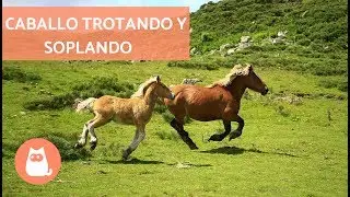 Caballo trotando y soplando