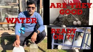 Racing pigeons breading and health / how to keep racing pigeons keep breading @Raji-loft