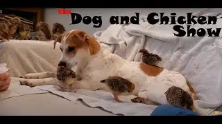 Funny Animals - 
