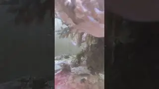 Adding new filefish for Aptasia control