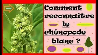Comment reconna&icirc;tre le ch&eacute;nopode blanc ?