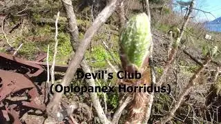 wild edibles sea beach sandwort and devils club buds