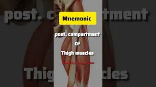Posterior thigh simplified 🔥 Learn hamstrings easy! 💪 #AnatomyMadeEasy #Hamstrings #StudyWithMe #yt