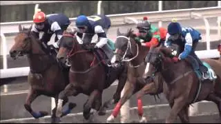 [Champions Mile 2015] Side Story of Champions Mile