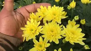 Yellow flowers..Malaysia flower garden 🪴 #vlog #nature #flowers