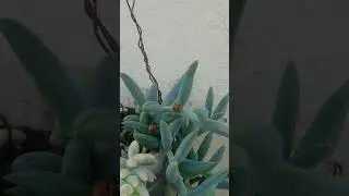 have you ever seen mating lady bugs?