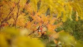 Ultra Simple Follow Focus Capabilities