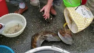Nanjing China Seafood Street Vendor | Huge Clams & Fresh Fish!