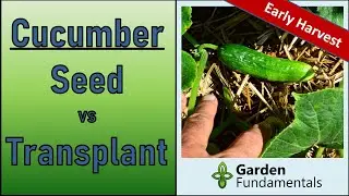 Growing Cucumbers ⌛️🎬🎵 Direct Sowing vs Transplants