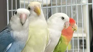 Lovebirds Agapornis sound long video 🎶 🦜 🎵