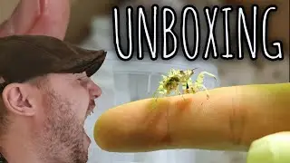 UNBOXING INVERTEBRATES