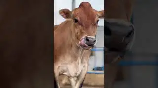 💎 Queen JERSEY BRAND - CHOPRA DAIRY FARM ,#Breed #cow #punjab #trending #reel #jersey #Viral #hf