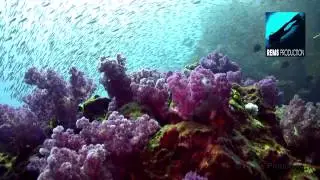 Diving Richelieu Rock (part 1), Similan Islands, Thailand