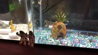 Zombie Australian Red claw crayfish eats himself after getting a new tank