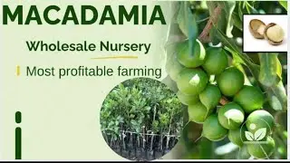 Macadamia Plant 🌰 | Ek Ped = Lakhon Ki Kamai? 😱 | High Profit Nut Farming in India | Ahmed GreenHub