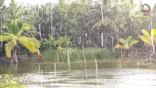 Stress Relief Sounds Of Original Rain on Lake at Day time  | Study music | Deep sleep | RVTP MUSIC
