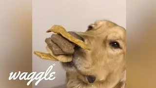 Stacking Things on Dogs | Funny Dog Compilation