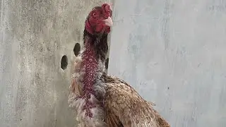 Aseel murghay for sale in islamabad pakistan rawalpindi contact us subscribe and share