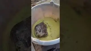 Cleaning Mary Ellen Jasper w/ Muriatic ACID *dangerous*
