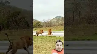 LIONS Attack Other Lion On Runway #lion #wildlife #animals #bigcat #lionlove #lionhead #shortsvideo