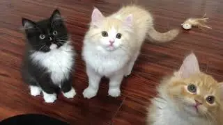 RagaMuffin Kittens-Vampire Diaries 11wk-Imperial Rags