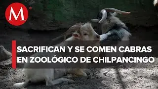 Zoológico de Chilpancingo sacrificó cabras pigmeas para la cena de fin de año