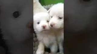 Best pet shop in kathmandu nepal #petshop #kathmandu #allbreed