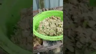 Lompong / talas bisa digunakan sebagai bahan pakan alternatif untuk entok 