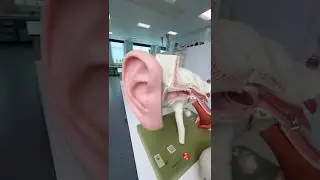 Inner ear and head movement #anatomy