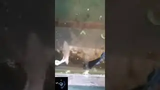 betta cross breeding