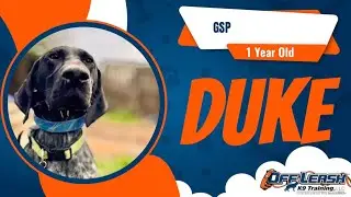Charlotte Dog Trainers- Duke | One Week Freedom | GSP