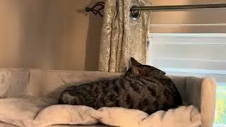 November 21st 2025: Compline Service: The Vic and The Tedster at The Top of The Cat Tree!