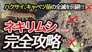 【プロ農家直伝】苗のネキリムシを防御！白菜とキャベツの苗を絶対失敗しない、ヨトウムシや害虫を寄せ付けない必殺技