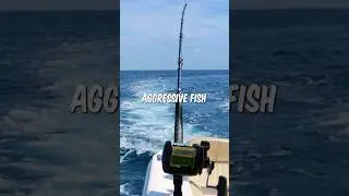 Fishing For The Most AGGRESSIVE Fish! #fishing #shorts